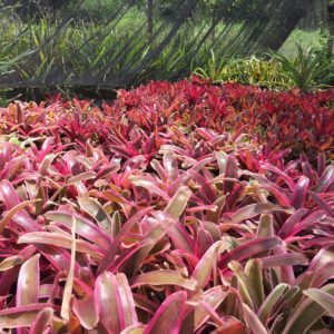 Exemplo de planta 1