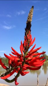 Planta XX AA - Copy